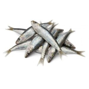 sardinas 1kg Congemar